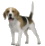 Icon-beagle05t.jpg