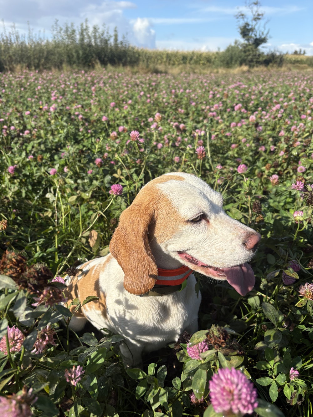 Fotos 2025 - Bella.jpg